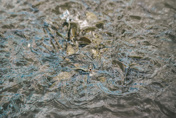 Many fish in the swamp at the private zoo. Closeup view.