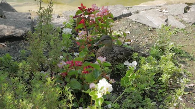 Duck in flowers by the lake slow motion camera movement
