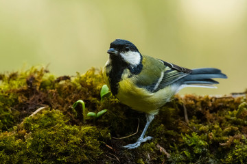 Obraz premium A great tit (Parus major) perched on a moss floor