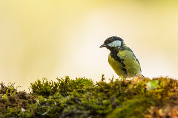 A great tit (Parus major) perched on a moss floor