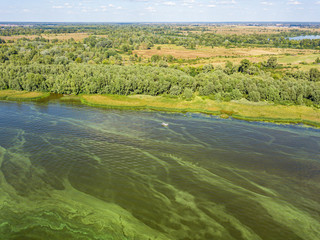 Green bank of the Dnieper river on a summer sunny day. Aerial drone view.