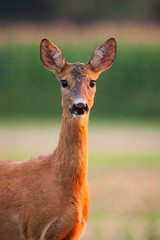 Roe deer, capreolus capreolus, doe watching on field in summer from close up. Wild animal female looking to the camera from detail. Brown gentle mammal watching on grassland.