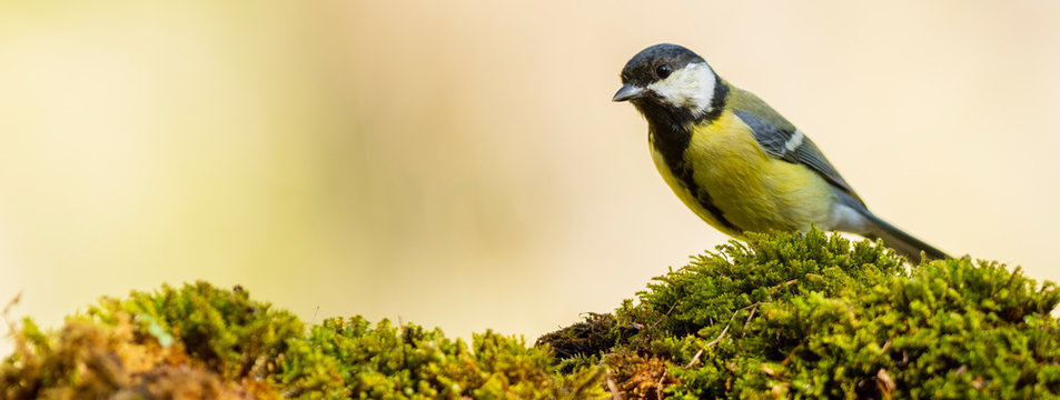 A great tit (Parus major) perched on a moss floor