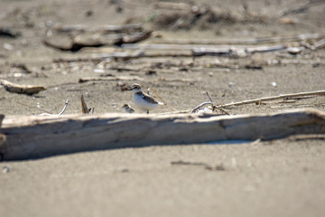 Italy Tuscany Maremma, on the beach towards Mouth of Ombrone, Calidris alba three-toed sandpiper, chick close-up view