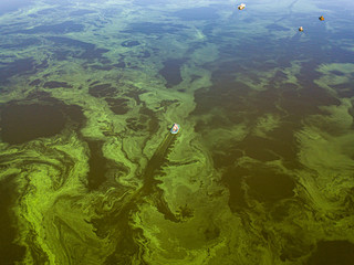 Fishing boat on green water, aerial drone view. Algae bloom in the river, green pattern on the water.