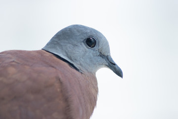 Red Collared Dove, Streptopelia tranquebarica It is a small doves which are native to tropical Asia. The male bird has a gray-blue head. Red-brown wings and body And has a black stripe on the nape