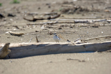 Italy Tuscany Maremma, on the beach towards Mouth of Ombrone, Calidris alba three-toed sandpiper, chick close-up view