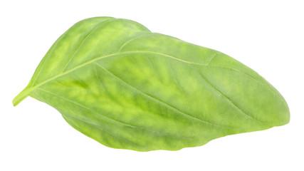 Fototapeta na wymiar Basil leaf one isolated on white background with clipping path. Full depth of field