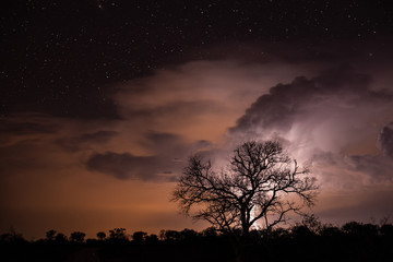 Fototapeta na wymiar tree with lightning