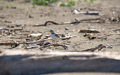 Italy Tuscany Maremma, on the beach towards Mouth of Ombrone, Calidris alba three-toed sandpiper, chick close-up view