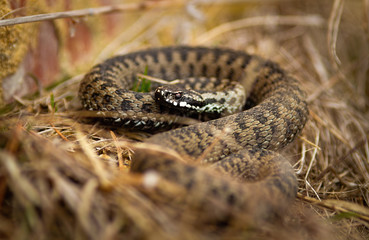 Toxic common viper, vipera berus, lying on the ground in autumn. Poisonous patterned snake observing from dry grass. Wild reptile looking from fall land.