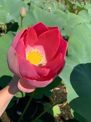 Lotus flower over the water surface
