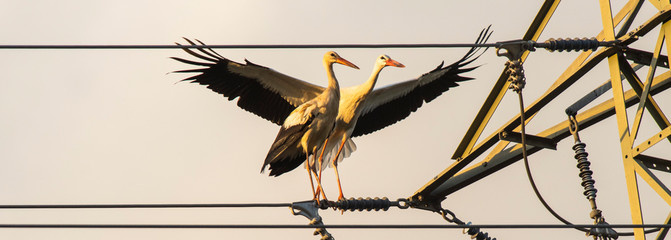 A white stork (Ciconia ciconia) flock during its migration