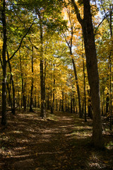 Fototapeta na wymiar autumn path in the woods