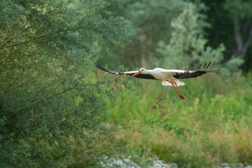 A white stork (Ciconia ciconia) flock during its migration