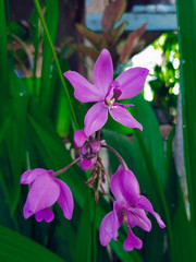 purple orchid flower