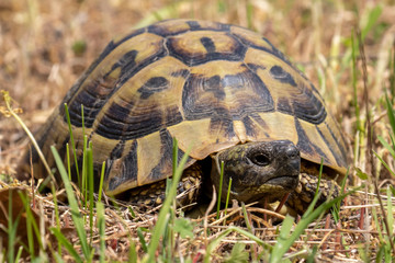 Eine Landschildkröte in der Frontale auf einer Weide
