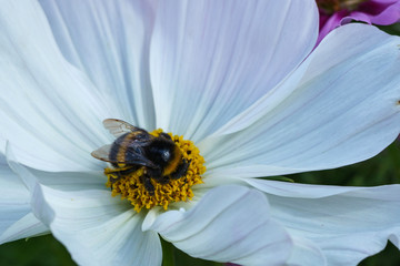 White daisy flowers with bumblebee. Close-up.
