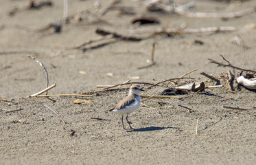 Italy Tuscany Maremma, on the beach towards Mouth of Ombrone, Calidris alba three-toed sandpiper, chick close-up view