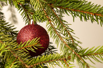 A red Christmas ball hangs on a spruce branch.