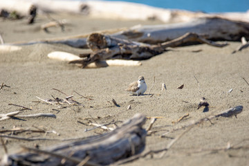 Italy Tuscany Maremma, on the beach towards Mouth of Ombrone, Calidris alba three-toed sandpiper, chick close-up view
