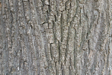 A fragment of the bark of an old oak tree.