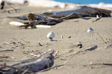 Italy Tuscany Maremma, on the beach towards Mouth of Ombrone, Calidris alba three-toed sandpiper, chick close-up view