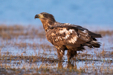 Immature white-tailed eagle, haliaeetus albicilla, standing on flooded meadow in autumn. Magnificent feathered raptor observing on swamp from side. Proud bird of prey watching on marsh.