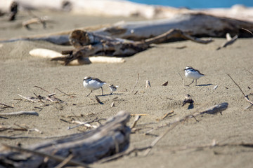 Italy Tuscany Maremma, on the beach towards Mouth of Ombrone, Calidris alba three-toed sandpiper, chick close-up view