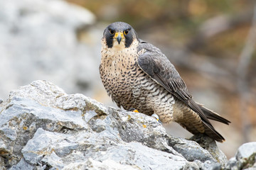 Dominance peregrine falcon sitting on rock in autumn. Feathered predator looking to the camera on stone. Wild bird staring on mountains in fall nature.