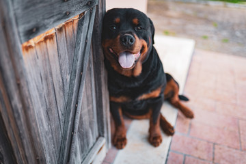 Cute rottweiler dog sitting on the ground near the wooden doors and looking on camera with open mouth, amazing domestic pet and trusty watchdog