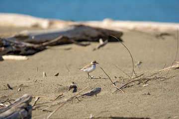 Italy Tuscany Maremma, on the beach towards Mouth of Ombrone, Calidris alba three-toed sandpiper, chick close-up view