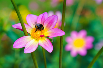 Bumble bee on the purple Cosmos flower.