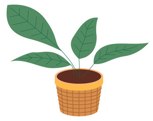 Pot with houseplant isolated at white background. Vector flowerpot of decorative green plant with long leaves in ceramic pot. Indoor plant concept of domestic greenery. Icon for home interior plant