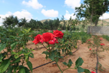 red rose in the garden