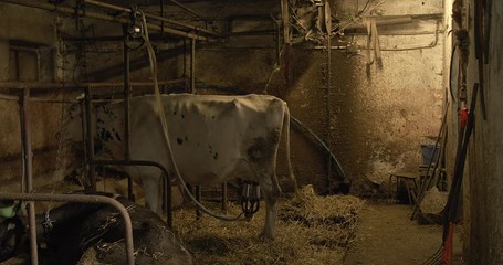 view of a white cow that is connected to the milking machine, the cow is standing in the barn