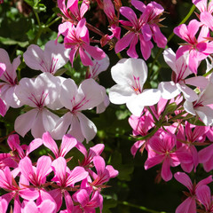 Flowering phlox on a sunny day.
