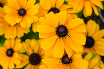 Rudbeckia hirta yellow flower with black brown centre in bloom.