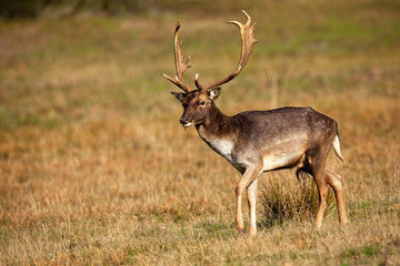 Naklejka na ściany i meble Majestic fallow deer, dama dama, walking on field in autumn nature. Brown stag with spotted fur moving on dry meadow. Wild mammal with massive antlers observing on grassland in fall.