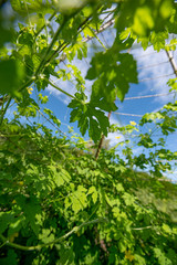 Bitter melon (Momordica charantia) plant growing on vertical trellis