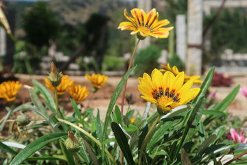 yellow flowers in the garden