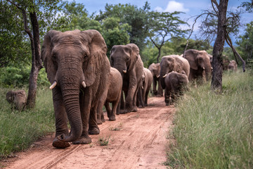 Fototapeta premium Breeding herd of elephant