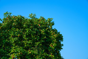 Crown of an apple tree with ripe fruits against the blue sky.