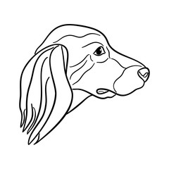 The spaniel head is isolated on white background, the line art.