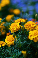 Yellow marigolds close-up. Floral background (Tagetes erecta, Mexican marigolds, Aztec marigolds, African marigolds).