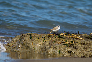 Italy Tuscany Maremma, on the beach towards Mouth of Ombrone, Calidris alba three-toed sandpiper, chick close-up view