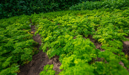 Parsley plant close up growing in the garden