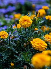 Yellow marigolds close-up. Floral background (Tagetes erecta, Mexican marigolds, Aztec marigolds, African marigolds).