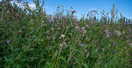 Fototapeta premium weeds - thistles on a field close up