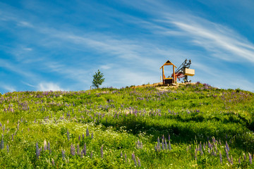 Fototapeta premium Kouvola, Finland - 11 June 2020: Slope Mielakka with blue lupine flowers at summer